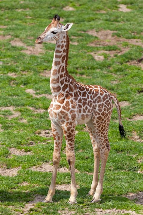 Baby Giraffe Free Stock Photo Public Domain Pictures