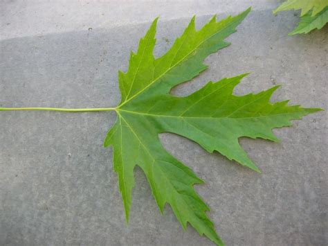 Omekactl Uvm Tree Profiles Silver Maple Natural History Of The