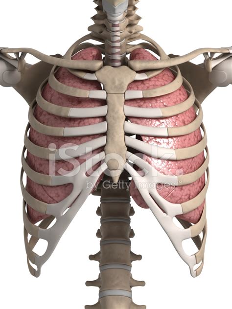 However the ribs decline inferiorly as they move around the thorax. Lung and Rib Cage Stock Photos - FreeImages.com
