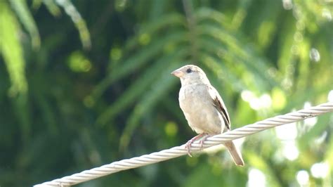 Beautiful Common Sparrow Youtube