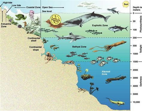 Ocean Zones Layers Of The Ocean Oceanography