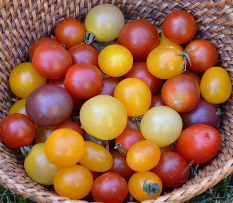 Cherry Tomato Mix Seeds Most Popular Seeds