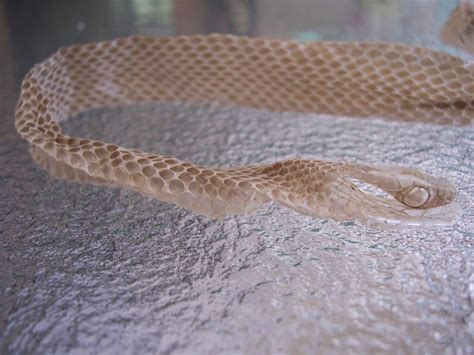 Snake Skin Shed Identification Gable Roof Storage Shed Plan