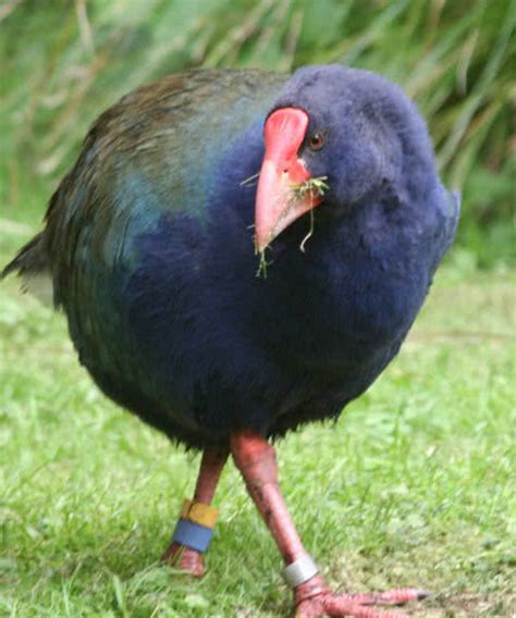 10 Amazing Flightless Birds In The World The Mysterious