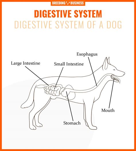 Dog Digestive System Organs Hormones Gut Health And Faqs