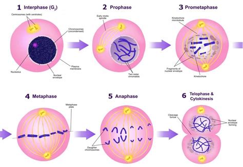 Which Phase Of Mitosis Is Shown In The Diagram A Prophase B Metaphase My Xxx Hot Girl