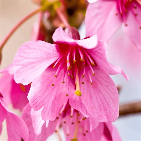 Prunus Okame Flowering Cherry Tree Free Delivery