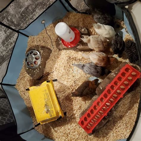 Easy Chick Brooder Setup Inside A Little Crunchya Little Crunchy