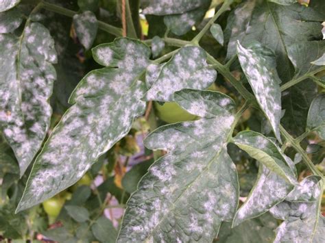 Common Causes For White Spots On Indoor Plants Plus The Solution