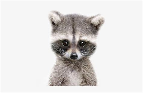 Baby Racoon Svg Free - 326+ SVG File for Cricut