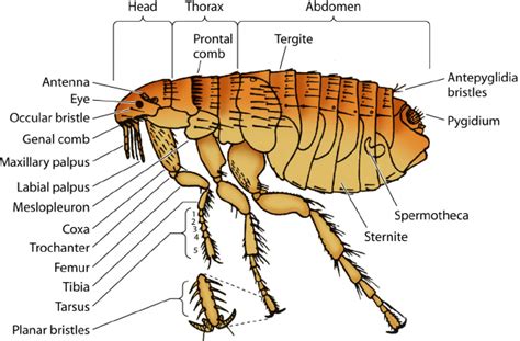Tips To Keep Fleas Off Your Property Tips To Keep Fleas Off Your Property