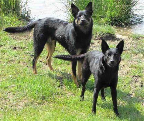 Download Australian Kelpie - Dog Breed Info, Images, Videos, FAQs