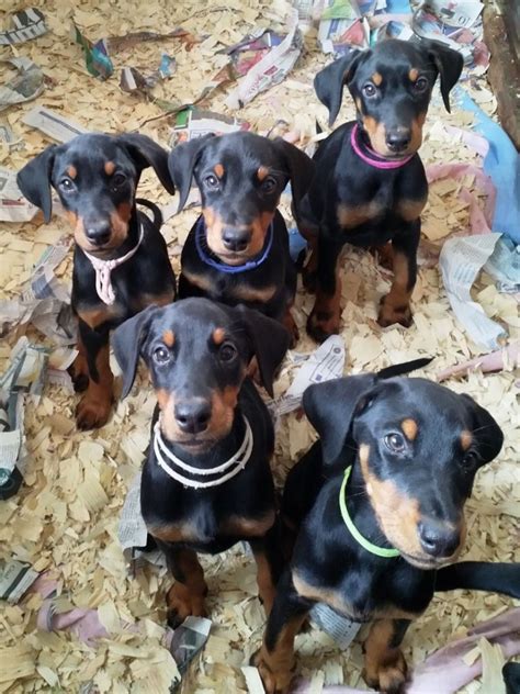 The search tool above returns a list of breeders located. Doberman Pinscher Puppies For Sale | Indianapolis, IN #324014