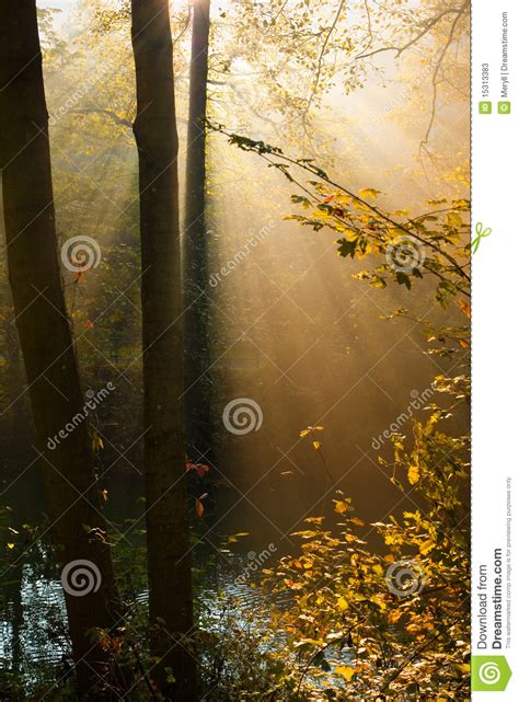 Autumn Forest Sun Rays Stock Image Image Of Branches 15313383