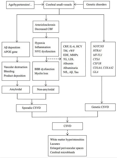 Frontiers Biomarkers Involved In The Pathogenesis Of Cerebral Small