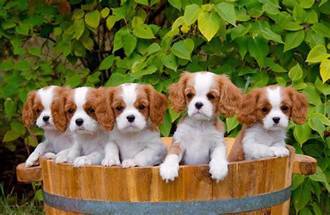 4 things to know about cavalier king charles spaniel puppies. Cavalier King Charles Spaniel - Pictures, Information ...