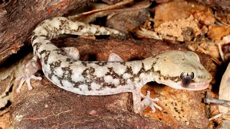 Geraldtons New Gecko Revealed Western Australian Museum