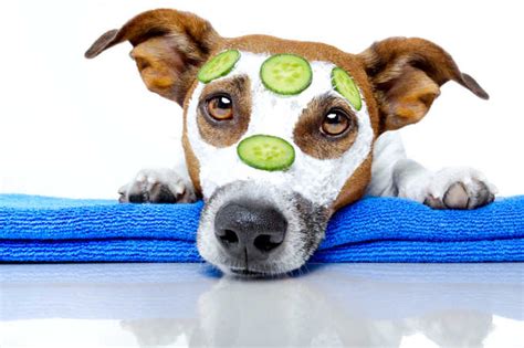 So Your Dog Has Pimples What Causes Canine Acne And How To Treat It