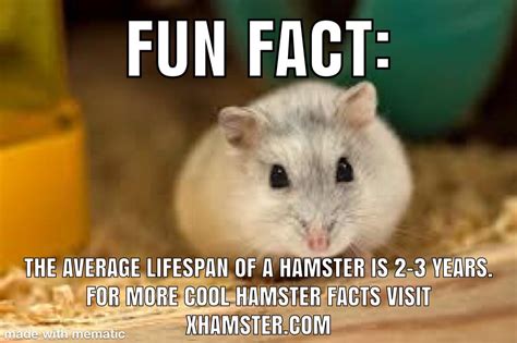 Hamster Facts Rholup