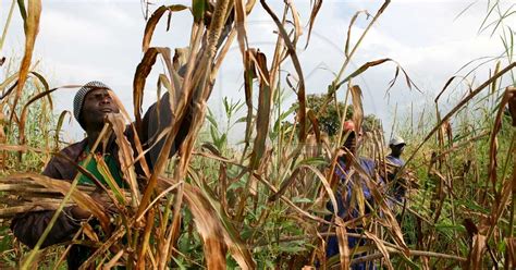 Lagriculture Sénégalaise Au Sénégal Le Cœur Du Sénégal