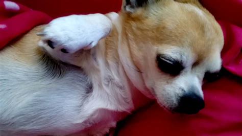 Funny Cute Chihuahua Bluebell Just Cant Wake Up Youtube