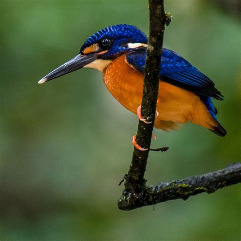 Blue Eared Kingfisher Bubo Birding