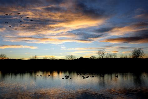 Geese Flying Over Lake At Sunset Picture Free Photograph Photos