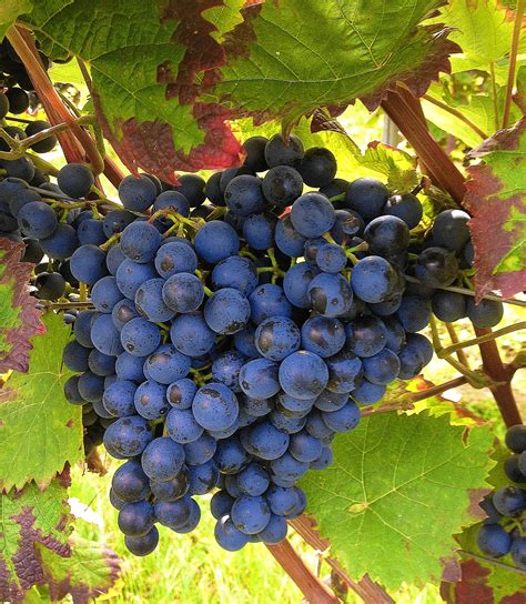 In this video i will show you a close up of what the budding, flowering and fruit set process is with grape vines as they produce fruit each year. Free Images : grape, vineyard, fruit, food, produce, blue ...