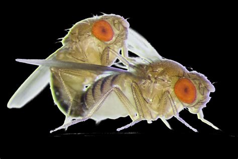 Two Flies Mating Image Eurekalert Science News Releases