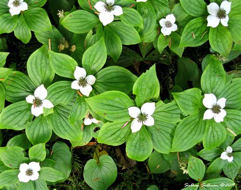 Bunchberry in full bloom: SMM - bend branches