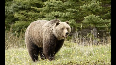 Amazing Facts About Grizzly Bears Youtube
