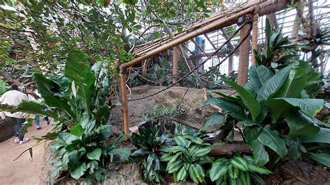 Many Banded Aracari Enclosure Toucan Encounter Zoochat