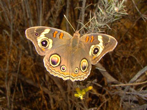 Arizona Butterflies The Patagonia Birding And Butterfly Co