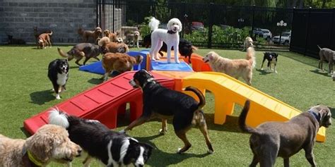 Puppy Playground Puppy Playground Dog Park Dog Play Equipment