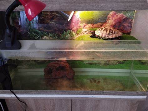 Барто черепаха похудела Шишка на задней лапе и не открывает глаза - Лечение водных - Форум Шишка на задней лапе и не открывает глаза - Лечение водных - Форум Барто черепаха похудела