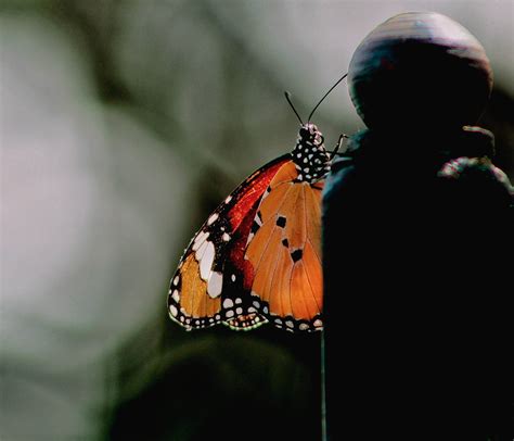 a orange yellow butterfly free image by praison frank on