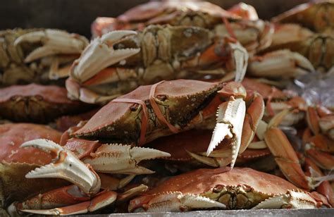 Dungeness Crab Is Now Safe To Fish For Along The Entire California