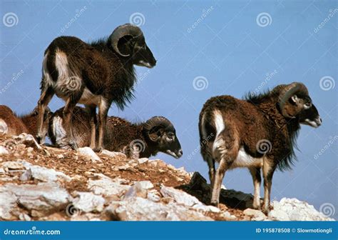 European Mouflon Sheep Ovis Ammon Group Standing On Rocks Stock Photo