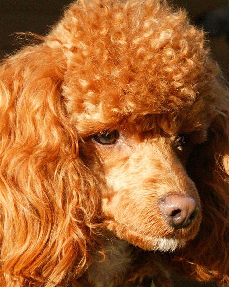 Red Standard Poodle Puppies California Your Needs
