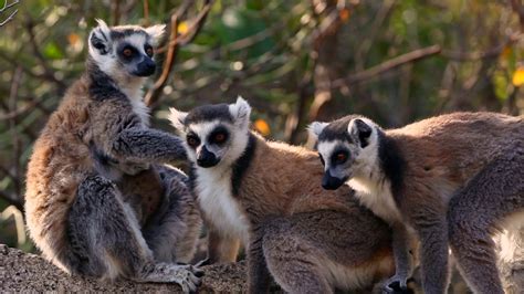 Island Of Lemurs Madagascar 2014 Video Detective