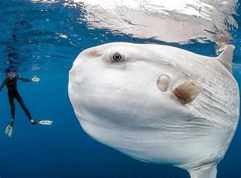 Meet The Mola Mola The Rhino Sized Floating Fish Head Sunbathing