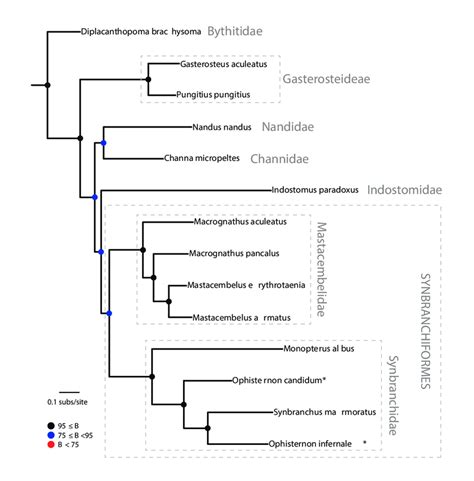 Phylogenetic Relationships Of Major Synbranchiform Lineages Molecular