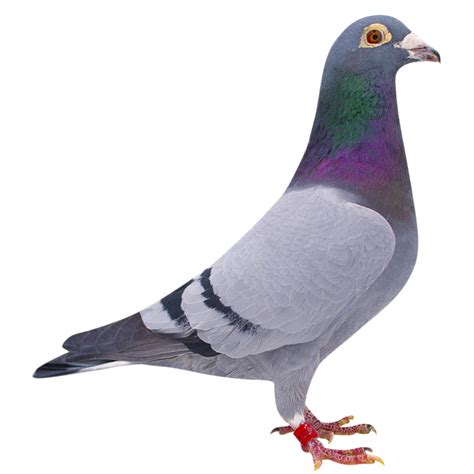 Racing Pigeons For Sale | Pigeons for sale, Racing pigeons, Racing pigeons for sale