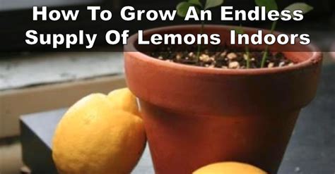 How To Grow Your Own Endless Supply Of Lemons Indoors
