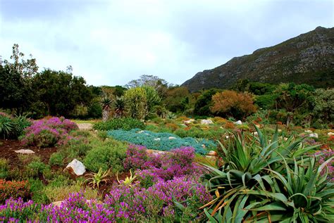 Kirstenbosch Botanical Gardens A Sensational Travel Destination In