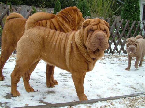 Shar Pei Shar Pei Dog Dog Breeds Dogs