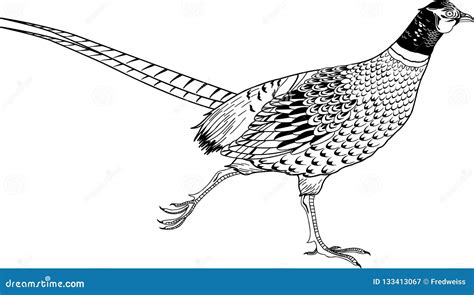 Ring Necked Pheasant Illustration Cartoon Vector