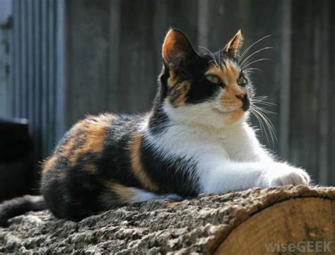 7 Massive Benefits Of Keeping Barn Cats In Your Homestead