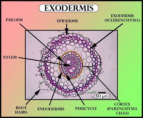 Exodermis Occurs Inamonocot Rootbdicot Rootcleafdstem