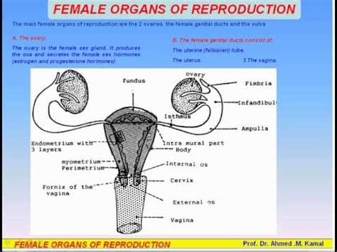 The internal reproductive organs in the female include: 20-Female Organs of Reproduction (Anatomy Intro Dr Ahmed Kamal) - YouTube
